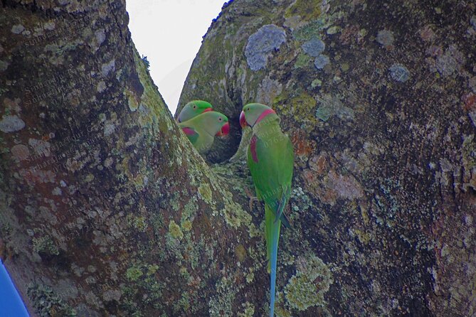 Bird Watching Tours in Sinharaja Rain Forest - Is $140 good value?