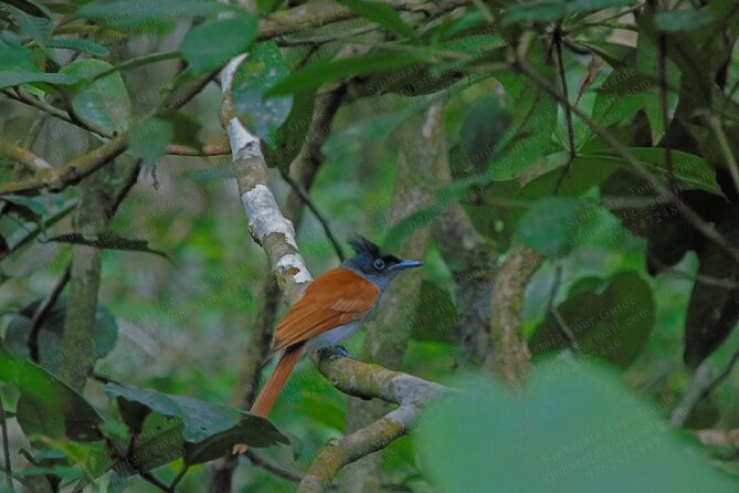 Bird Watching Tours in Sinharaja Rain Forest - Who should book this birdwatching day?