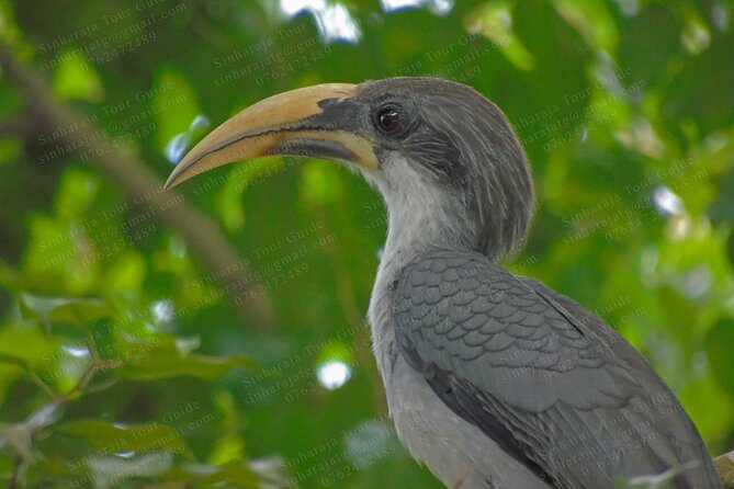 Bird Watching Tours in Sinharaja Rain Forest - Entering Sinharaja at the forest entrance