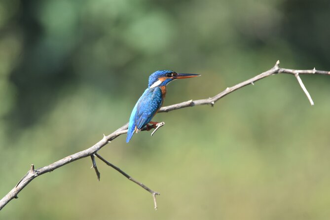 Bundala Birding Paradise - All Inclusive Tour - Pickup from Tissa, Kirinda, Weerawila, and Yala