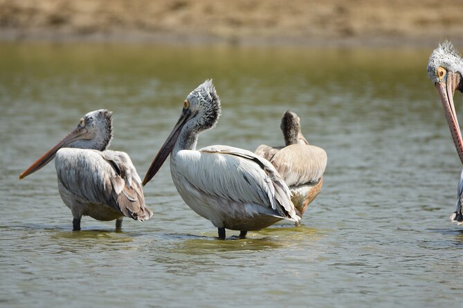 Bundala Birding Paradise - All Inclusive Tour - Kamal Safari Bundala Park: the operating side of the outing