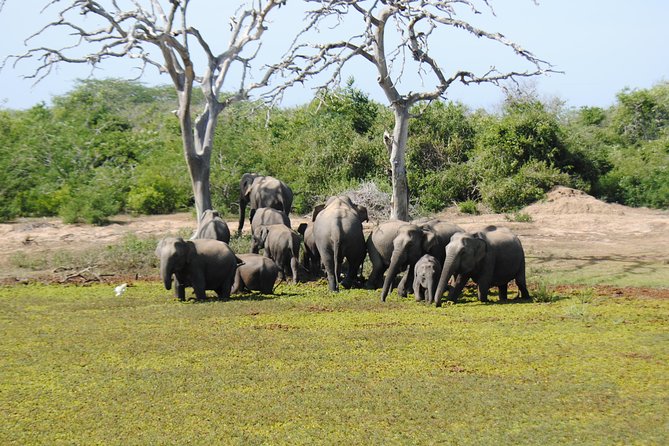 Bundala Birding Paradise - All Inclusive Tour - Yala Wild Safaris: what the guide quality means