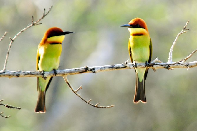 Bundala Birding Paradise - All Inclusive Tour - What is included, and what the $125 price buys