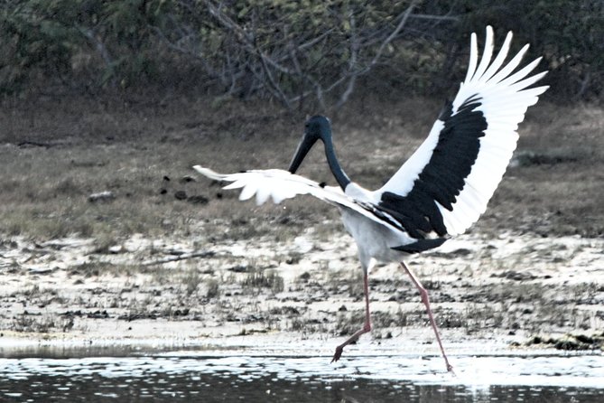 Bundala Birding Paradise - All Inclusive Tour - Dawn or afternoon: choosing the right four hours