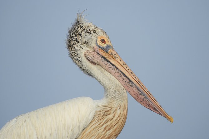 Bundala National Park Birds Watching Safari Tour - Why Bundala makes a good birding safari