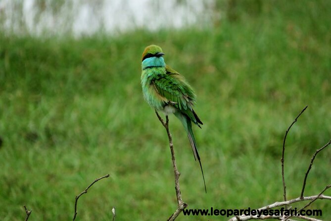 Bundala National Park Birds Watching Safari Tour - The birds you may spend most of your time finding