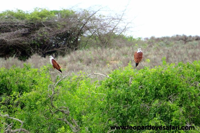 Bundala National Park Birds Watching Safari Tour - Larger animals beyond the bird list