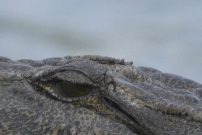 Bundala National Park Birds Watching Safari Tour - What the guides add to the experience