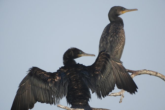 Bundala National Park Birds Watching Safari Tour - What the $34 price really covers