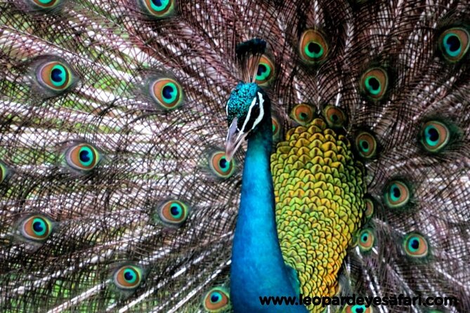 Bundala National Park Birds Watching Safari Tour - Lunch, water, and practical comfort