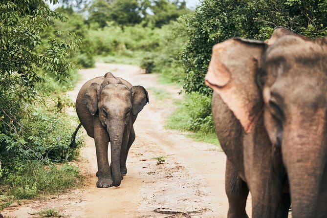 Bundala National Park by Ajith Safari - Key points to know before booking