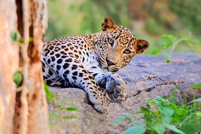 Bundala National Park by Ajith Safari - The one-hour second game drive