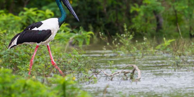 Bundala National Park Safari - Birding Paradise Tour - Key points at a glance