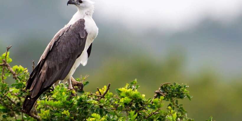 Bundala National Park Safari - Birding Paradise Tour - Why Bundala feels different from a standard Sri Lankan safari