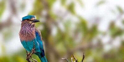 Bundala National Park Safari – Birding Paradise Tour