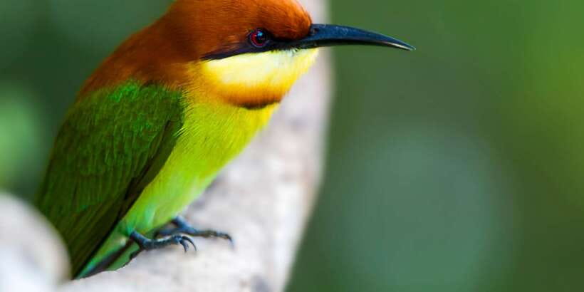 Bundala National Park Safari - Birding Paradise Tour - Birding in a park shaped by wetlands