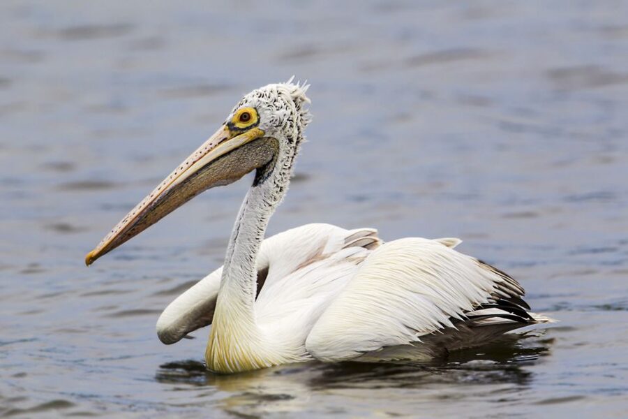 Bundala National Park Safari - Birding Paradise Tour - The mammals you might see from the jeep