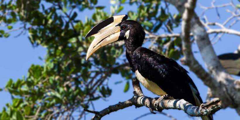 Bundala National Park Safari - Birding Paradise Tour - What the driver and guide add to the outing