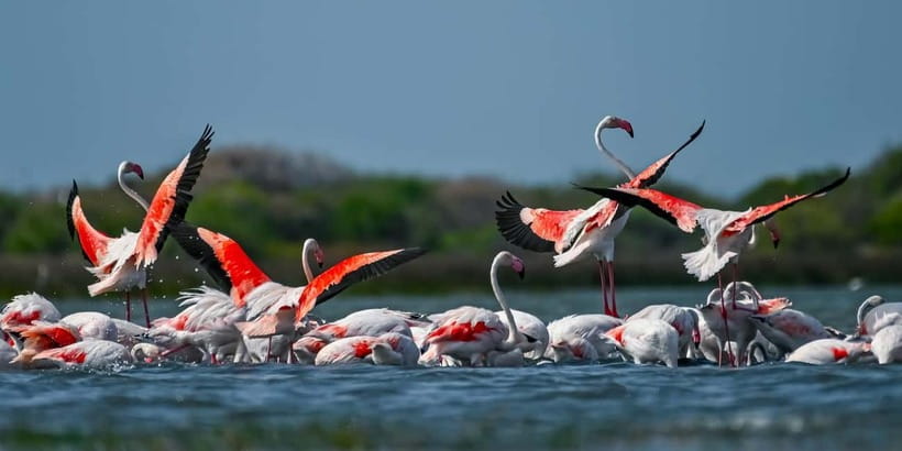 Bundala National Park Safari (PRIVATE TOURS) - Key reasons to choose this Bundala safari