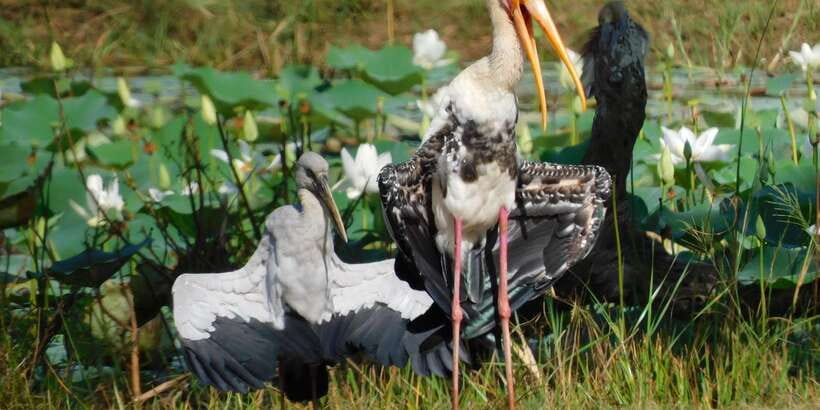 Bundala National Park Safari (PRIVATE TOURS) - Stops beyond the park: coast, beaches, and bats
