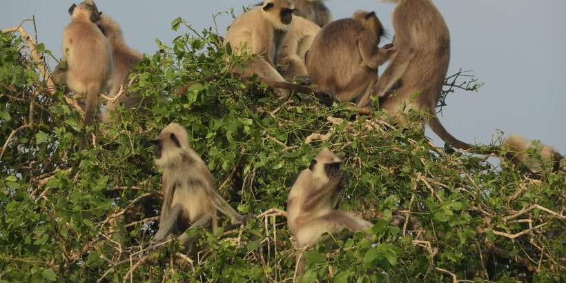 Bundala National Park Safari (PRIVATE TOURS) - The park’s birds are the main event