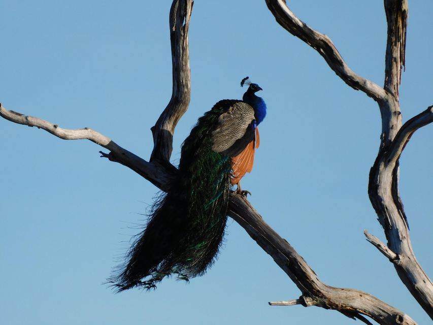 Bundala National Park Safari (PRIVATE TOURS) - Elephants, crocodiles, monkeys, and smaller creatures