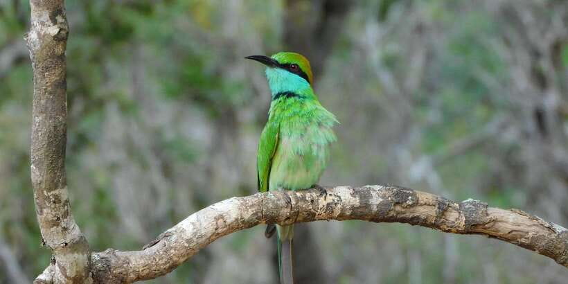 Bundala National Park Safari (PRIVATE TOURS) - Seasonal timing: December to March is strongest for birds