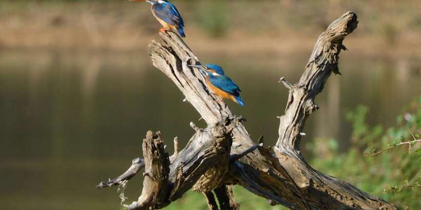 Bundala National Park Safari (PRIVATE TOURS) - A quieter alternative to Yala