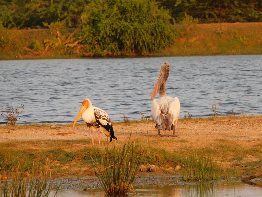 Bundala National Park Safari (PRIVATE TOURS) - What is included, and what still costs extra
