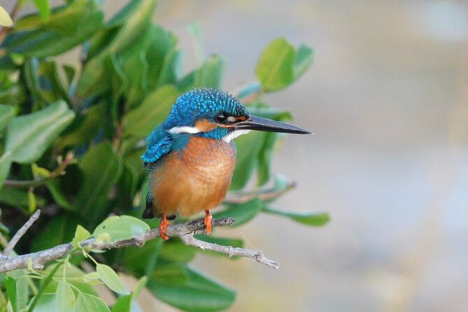 Bundala National Park Safari (PRIVATE TOURS)- Morning & Afternoon - Birdwatching is the real reason to choose Bundala