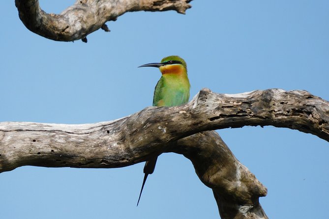 Bundala National Park Safari (PRIVATE TOURS)- Morning & Afternoon - Wildlife sightings: strong possibilities, no promises