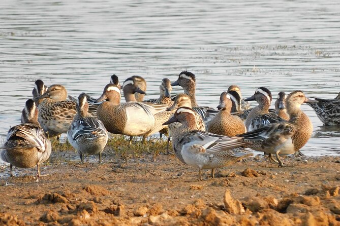Bundala National Park Safari (PRIVATE TOURS)- Morning & Afternoon - What the price really includes
