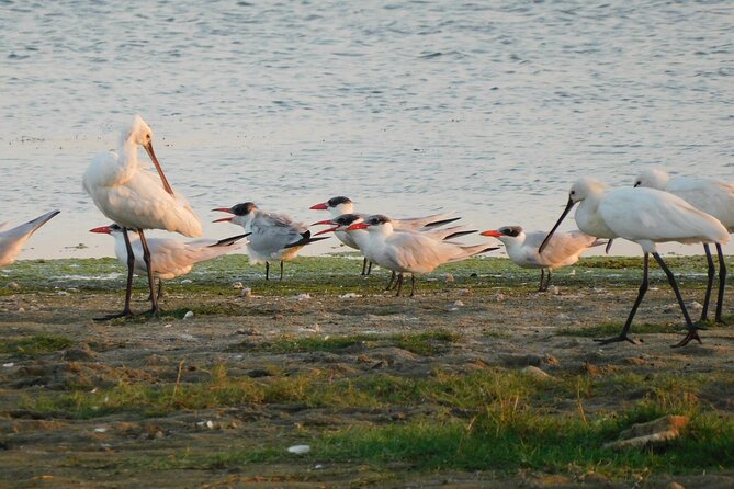 Bundala National Park Safari (PRIVATE TOURS)- Morning & Afternoon - How the organization affects your day