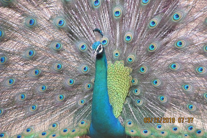 Bundala National Park Safari (PRIVATE TOURS)- Morning & Afternoon - Morning or afternoon: which departure makes sense?