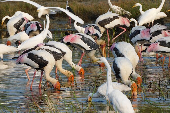 Bundala National Park : Safari Tour with Entrance tickets & Jeep - Why Bundala deserves a place beside Yala