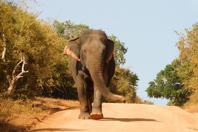 Bundala National Park : Safari Tour with Entrance tickets & Jeep - Wetlands, salt flats, and sand dunes