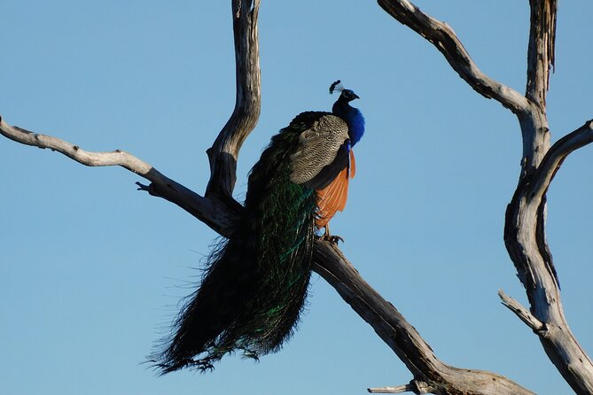 Bundala National Park : Safari Tour with Entrance tickets & Jeep - The guide and driver matter more than the jeep
