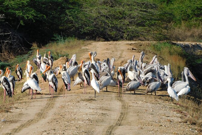 Bundala National Park : Safari Tour with Entrance tickets & Jeep - Is $69 a fair price?