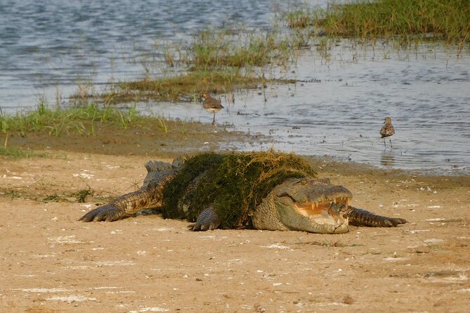 Bundala National Park : Safari Tour with Entrance tickets & Jeep - What the five-hour safari feels like