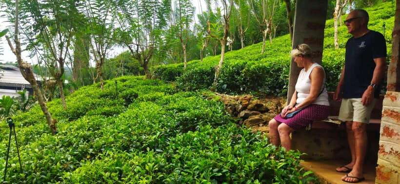 Ceylon Tea Experience from Colombo Port Passenger Terminal - Why this shore excursion works for curious visitors