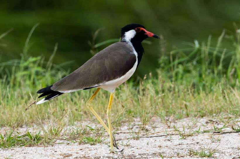 Colombo: Bird watching around Colombo-Guided Tour - 06 hours - Five details that shape the experience