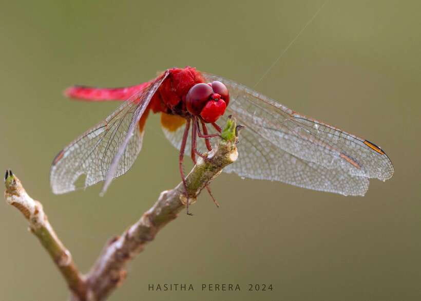 Colombo: Bird watching around Colombo-Guided Tour - 06 hours - Why Colombo works for a birding morning