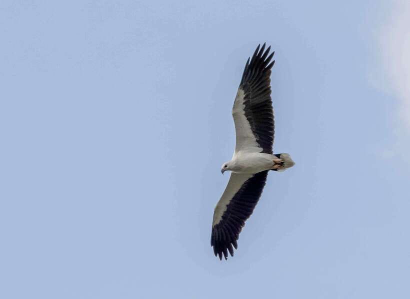 Colombo: Bird watching around Colombo-Guided Tour - 06 hours - The first 2.5 hours: start with the longest wildlife stop
