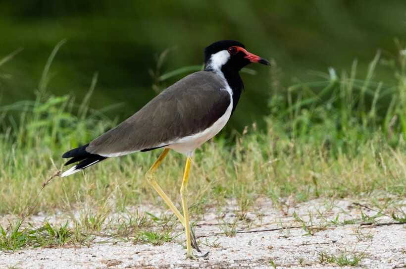 Colombo: Bird watching around Colombo-Guided Tour - 06 hours - The second 1.5 hours: a useful change of habitat