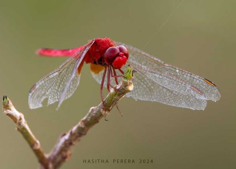 Colombo: Bird watching around Colombo-Guided Tour - 06 hours - The final 1.5 hours: finish with a last search