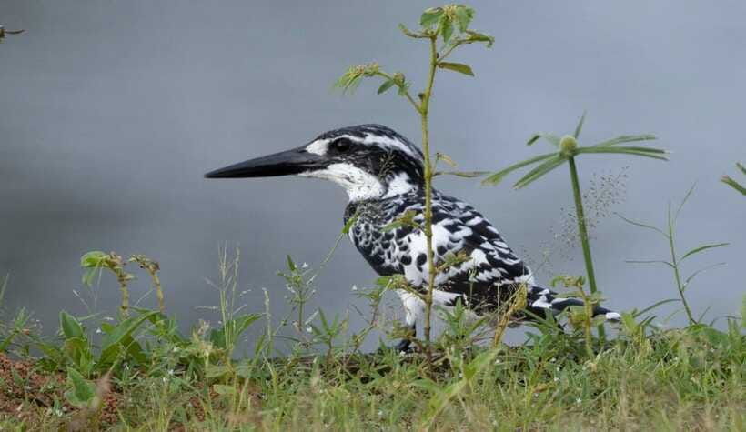 Colombo: Bird watching around Colombo-Guided Tour - 06 hours - Hasitha makes the species list more realistic