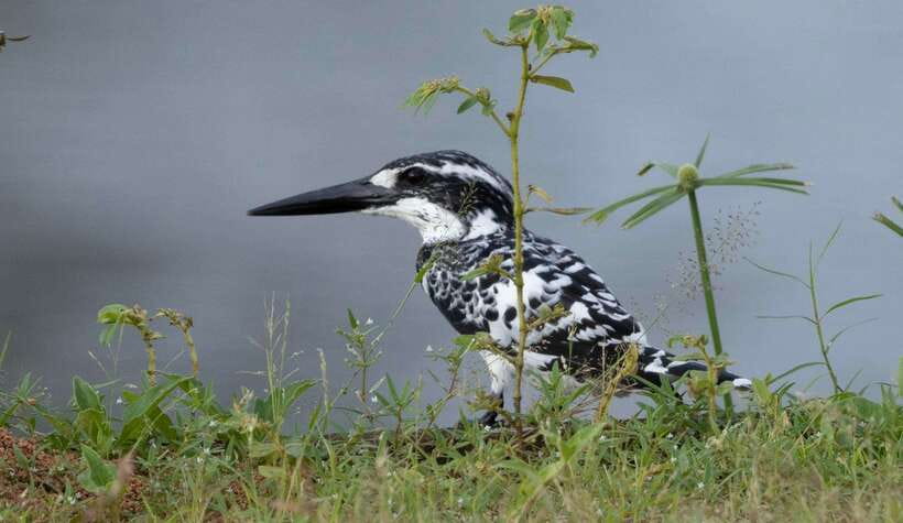 Colombo: Bird watching around Colombo-Guided Tour - 06 hours - A 6:00 a.m. start can change the whole day