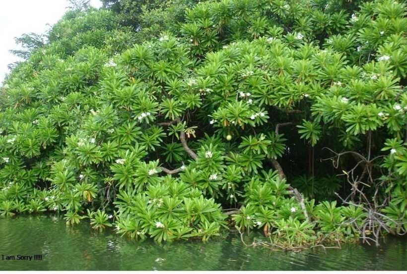 Colombo/Negombo: Muthurajawela & Dutch Canal Boat Adventure - What the $85 price really covers