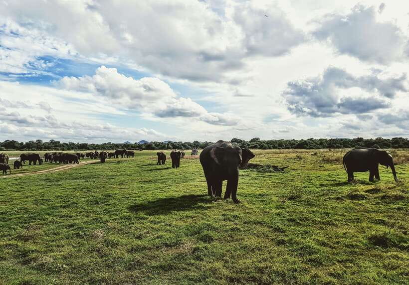 Colombo/Negombo: Sigiriya, Dambulla, and Minneriya Safari - What the guides and drivers add