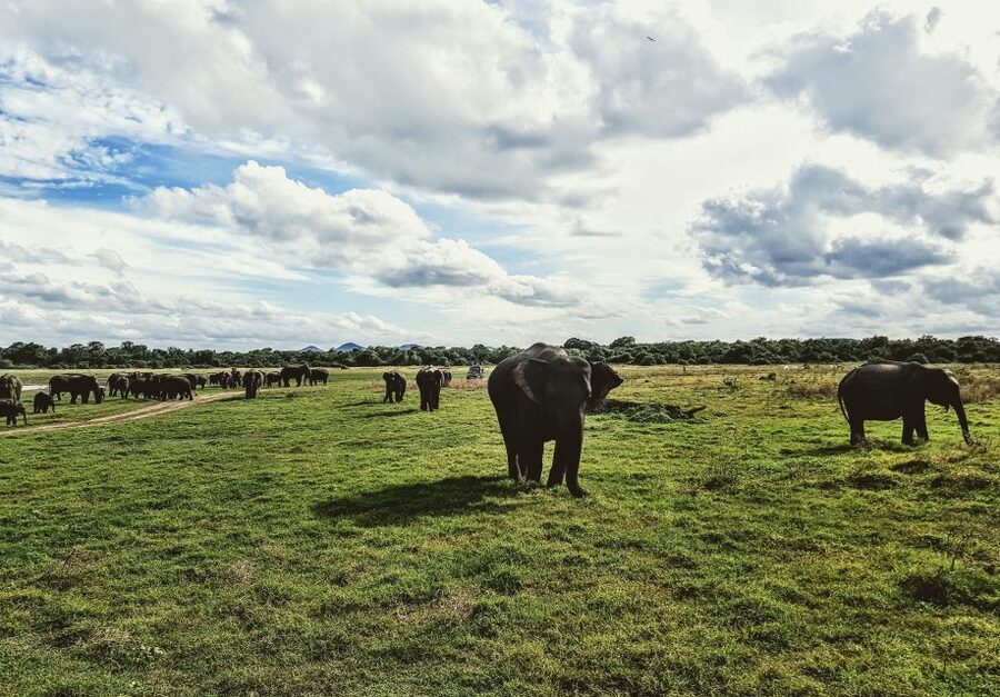 Colombo/Negombo: Sigiriya, Dambulla, and Minneriya Safari - Who should book this Sri Lanka day trip?